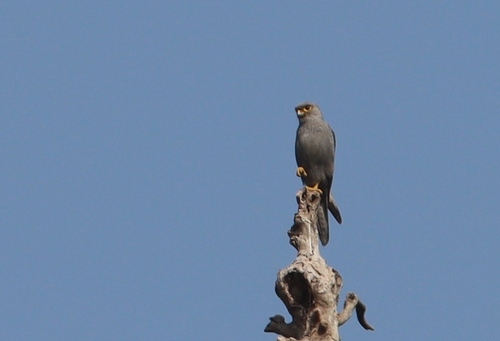 Gray Kestrel