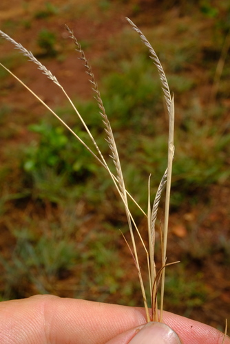 Microchloa afra