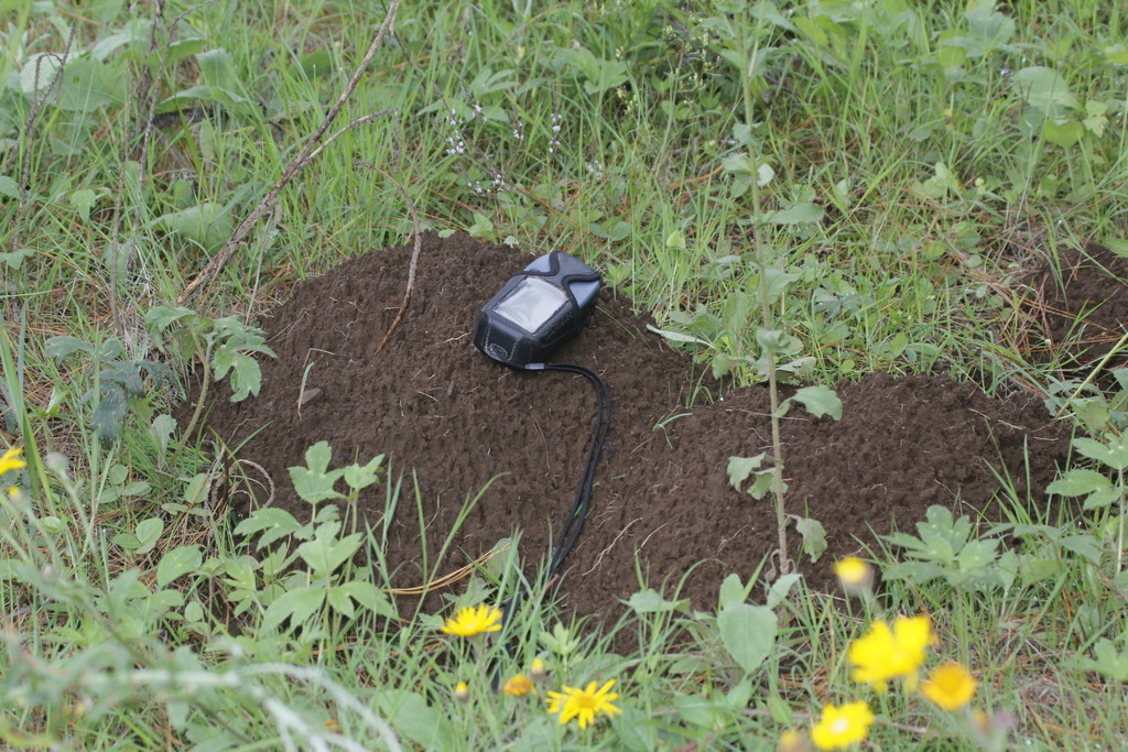 Michoacan Pocket Gopher