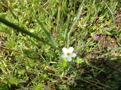 Polemoniaceae