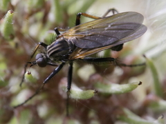 Empis tessellata