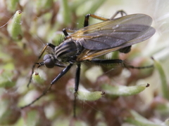 Empis tessellata