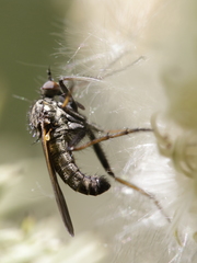 Empis tessellata