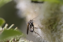 Empis tessellata