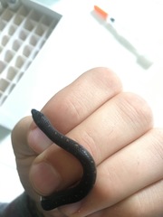 Atractus duboisi