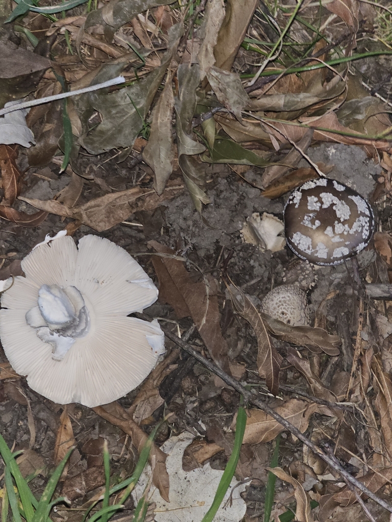 Amanita excelsa spissa · January 2025 · photo: © shimple (iNaturalist, cc0)