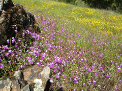 Collinsia sparsiflora