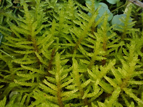 Palustriella decipiens