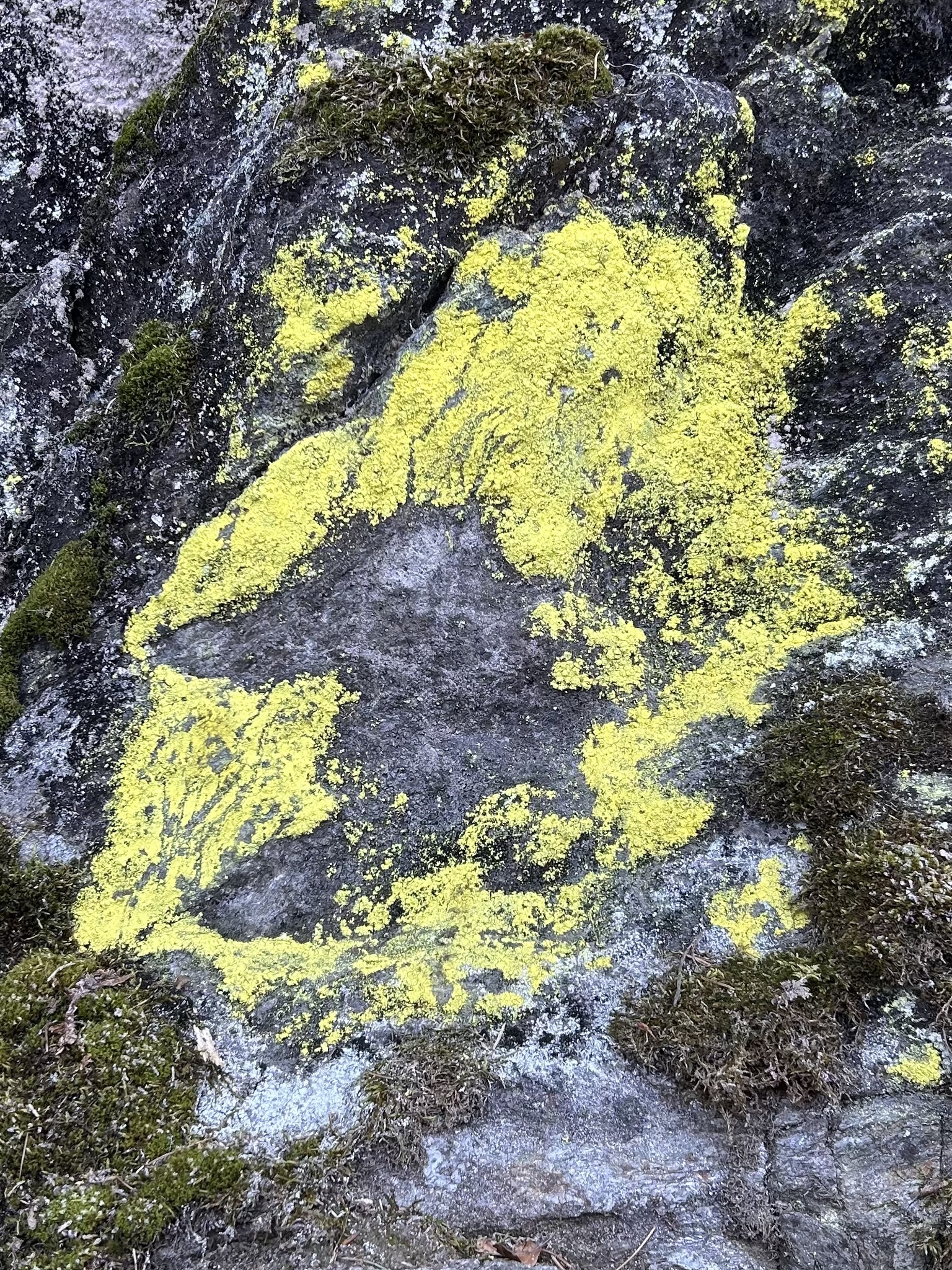 Photos of Sulphur Dust Lichen (Chrysothrix chlorina) · iNaturalist