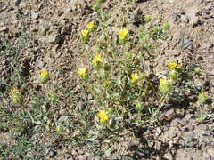 Grindelia nana