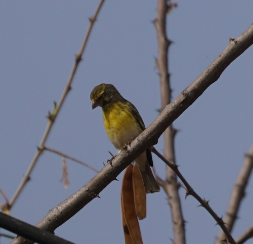 White-bellied Canary (Crithagra dorsostriata), photo 10