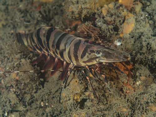 Brown Tiger Prawn