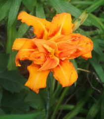 Hemerocallis fulva kwanso