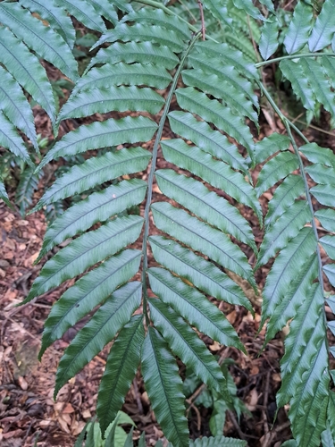Image of Angiopteris lygodiifolia by (c) vrxz, some rights reserved (CC BY-SA)