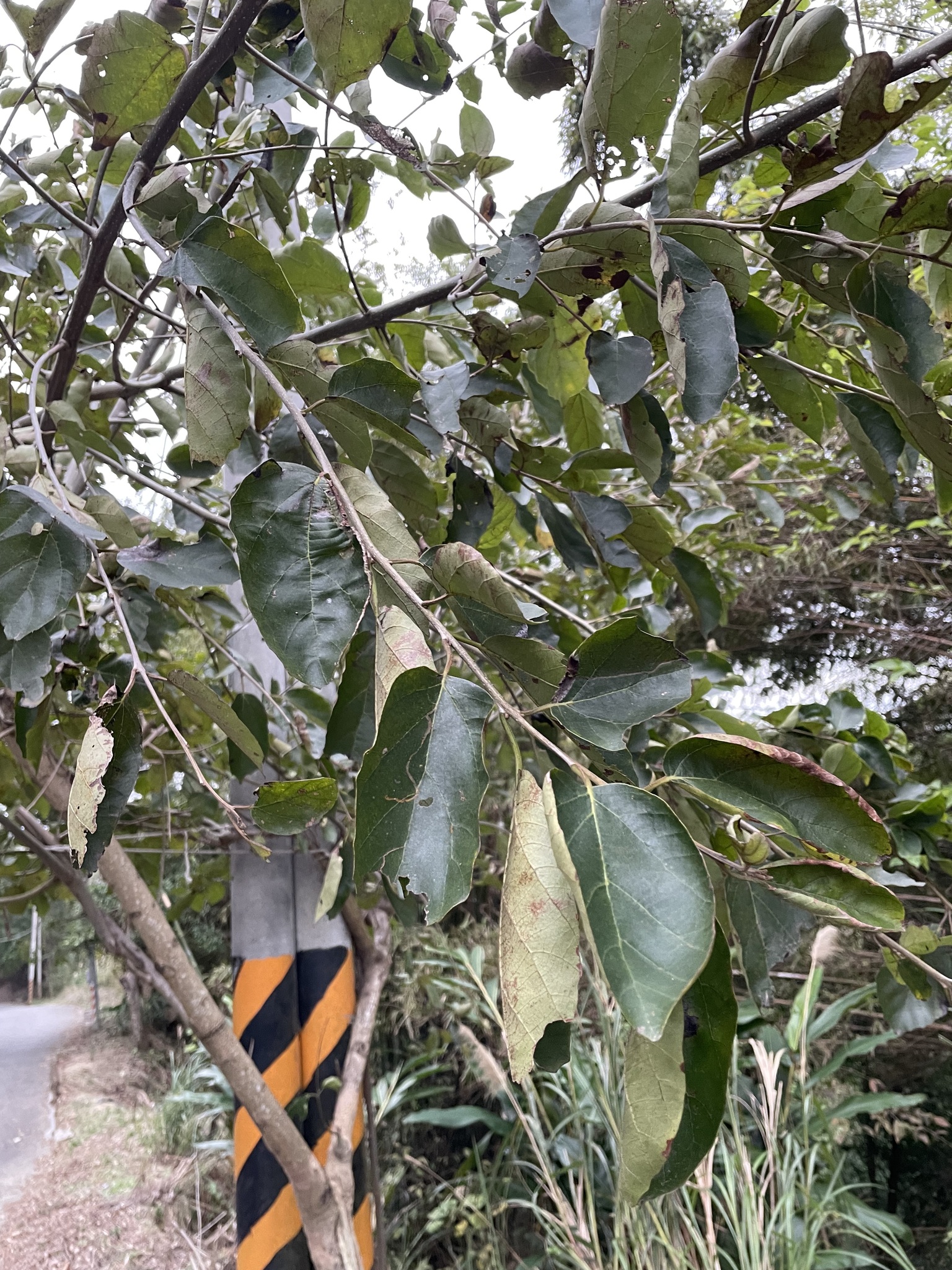 Imagem de Pombeiro