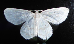 Hydrelia albifera