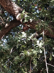 Andricus quercuscalifornicus