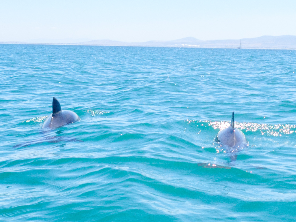 Two Heaviside's dolphins surfacing together in turquoise water near Cape Town