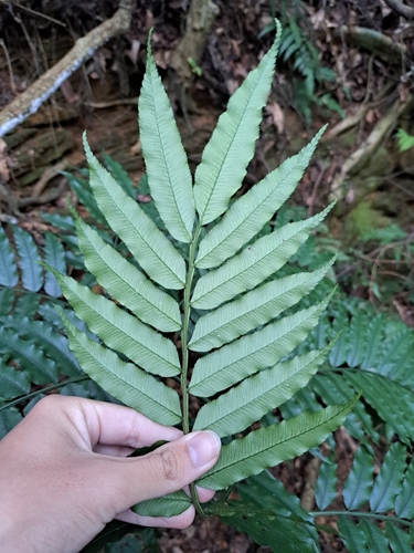 Image of Angiopteris lygodiifolia by (c) vrxz, some rights reserved (CC BY-SA)
