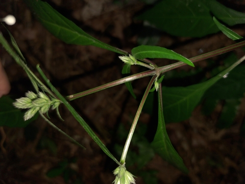 Image of Lepidagathis formosensis by (c) vrxz, some rights reserved (CC BY-SA)