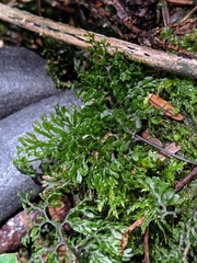 Hymenophyllum paniculiflorum