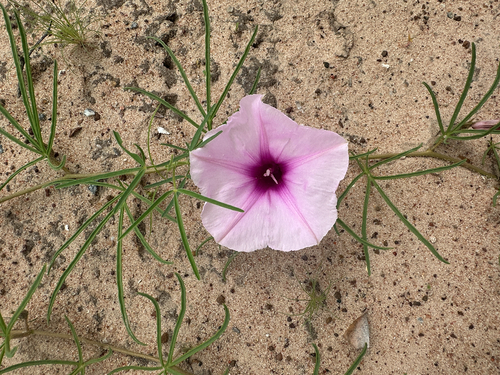 Narrowleaf Morning Glory