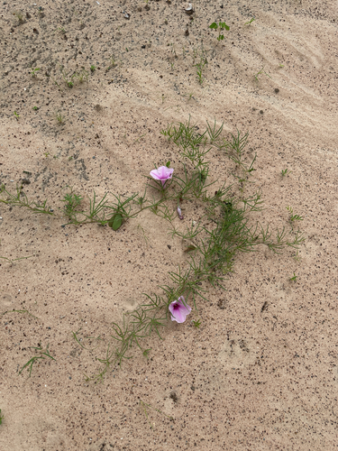 Ipomoea bolusiana, photograph 6