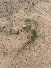Ipomoea bolusiana, photograph Robert Taylor, CC BY, iNaturalist via GBIF