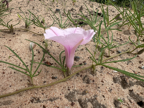 Ipomoea bolusiana, photograph 4