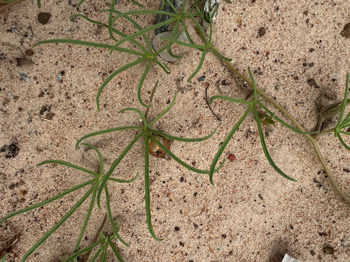 Ipomoea bolusiana, photograph 5