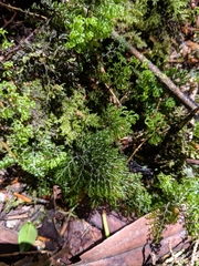 Hymenophyllum paniculiflorum