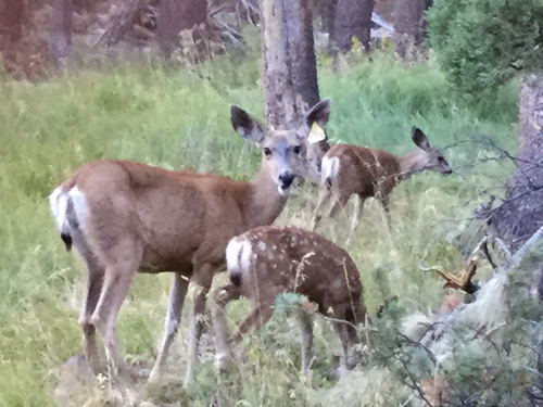 iNaturalist observation photo of Mule Deer