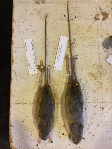 iNaturalist observation photo of Southern Pacific Jumping Mouse
