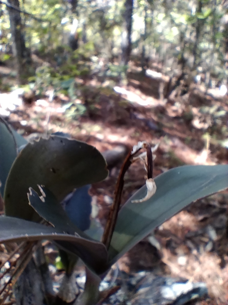 Epidendrum marmoratum A.Rich. & Galeotti 2