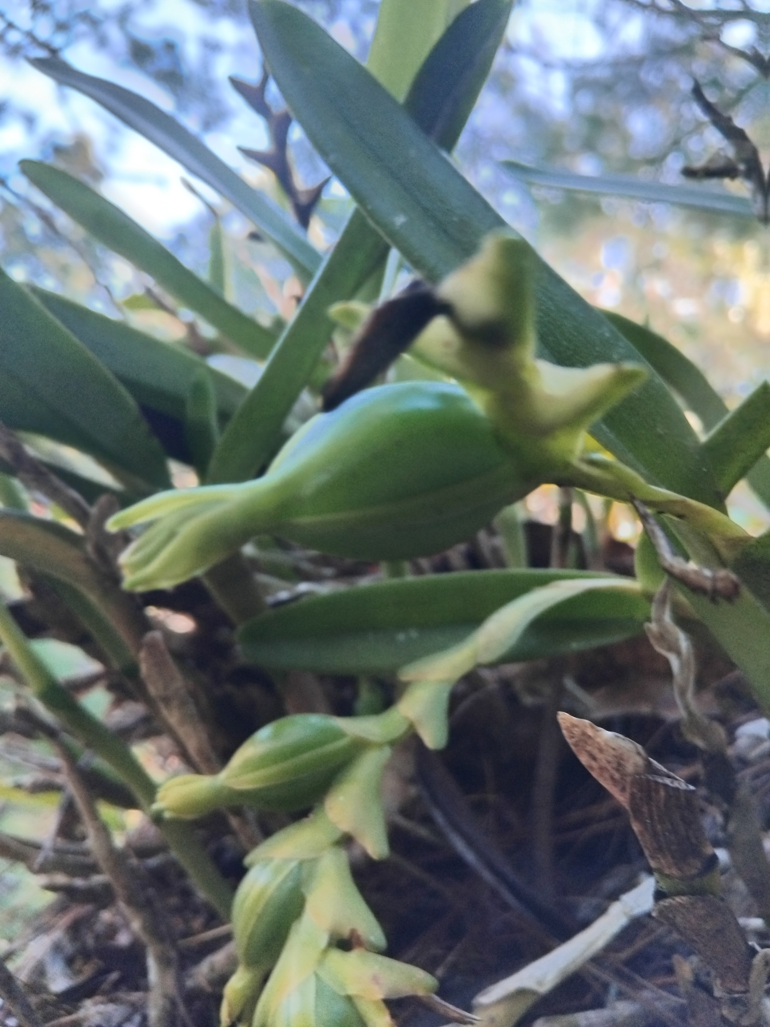 Epidendrum mocinoi Hágsater 2