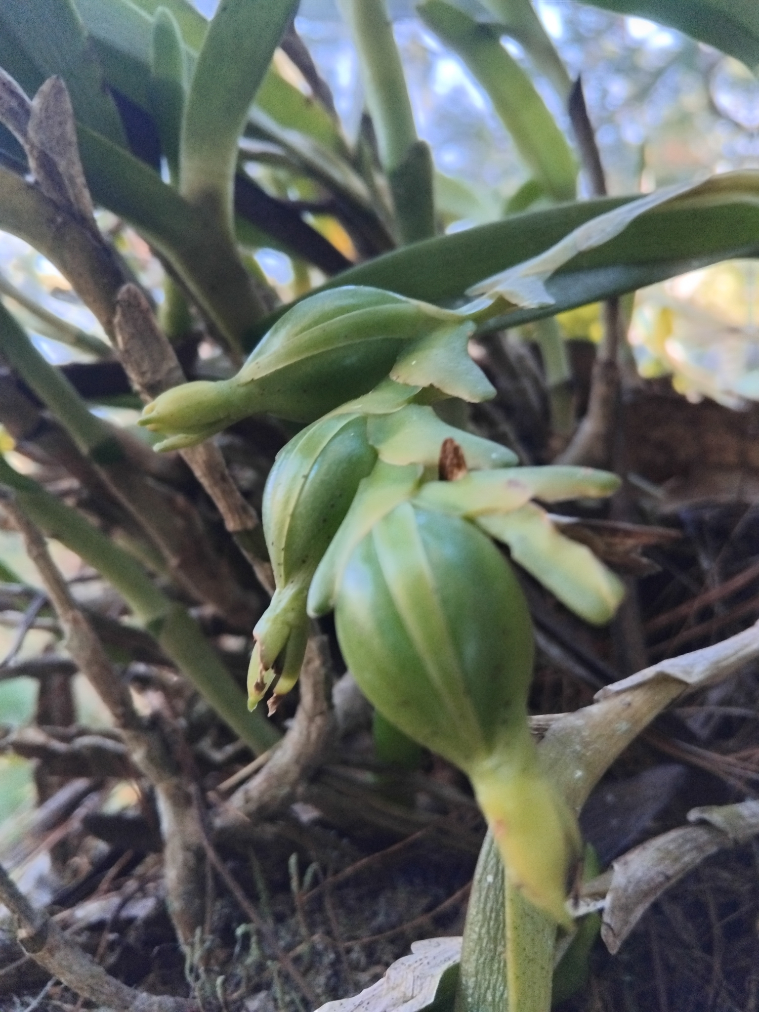 Epidendrum mocinoi Hágsater 3