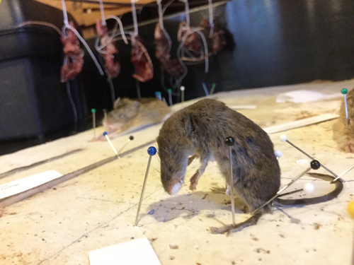 iNaturalist observation photo of Vagrant Shrew