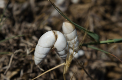 Brephulopsis
