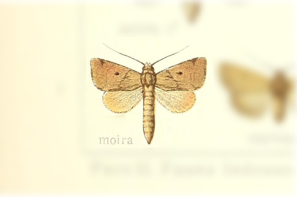 Xenochroa moira