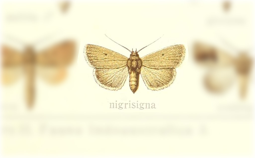 Churia nigrisigna