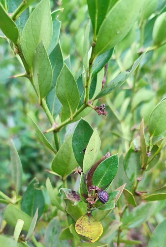 Bush Plum