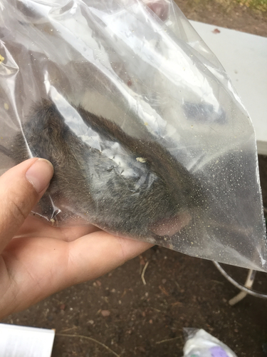 iNaturalist observation photo of Long-tailed Vole