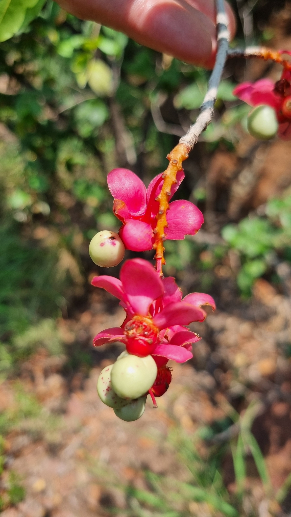 Imagem de Ipê-de-jardim