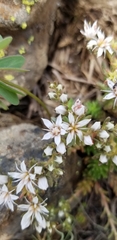 Sedum stelliforme