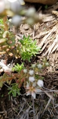 Sedum stelliforme