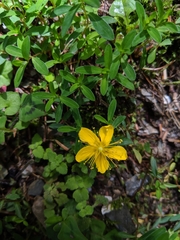 Hypericum nagasawae