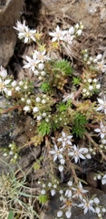 Sedum stelliforme