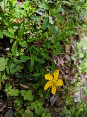 Hypericum nagasawae