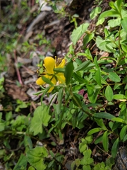 Hypericum nagasawae