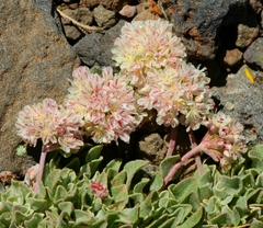 Eriogonum ovalifolium rubidum